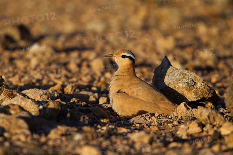Cream-coloured courser,