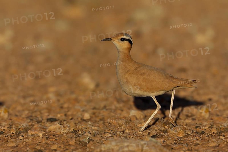 Cream-coloured courser,