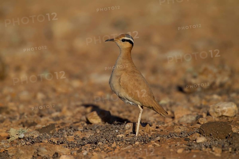 Cream-coloured courser,