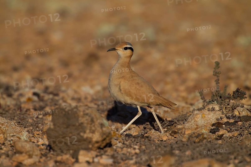 Cream-coloured courser,