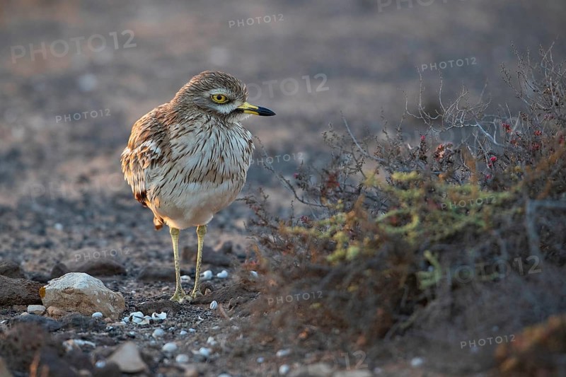 Triel,