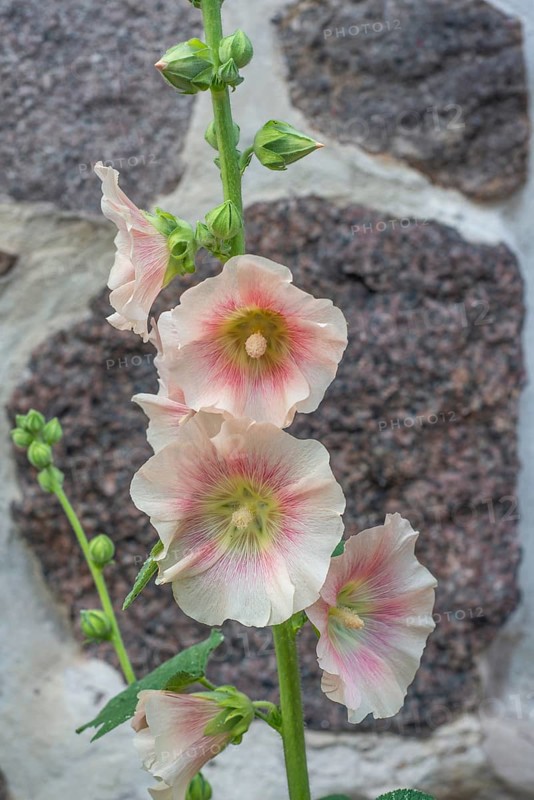 Hollyhocks,