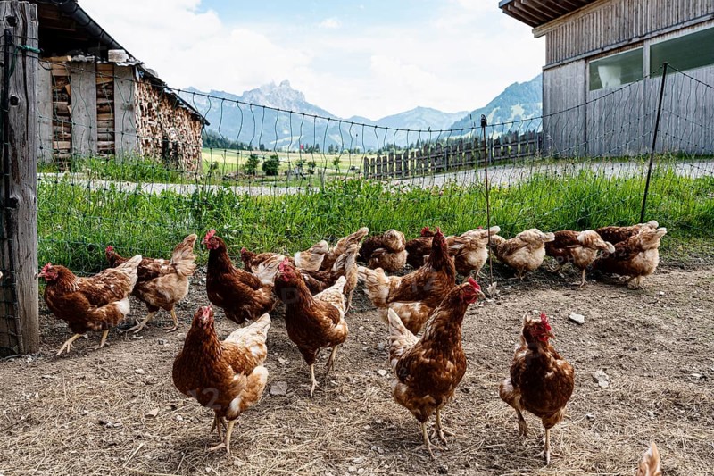 Chickens, free-range chickens