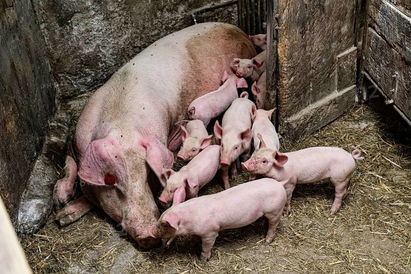 Species-appropriate husbandry, pig with piglets