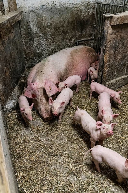 Species-appropriate husbandry, pig with piglets