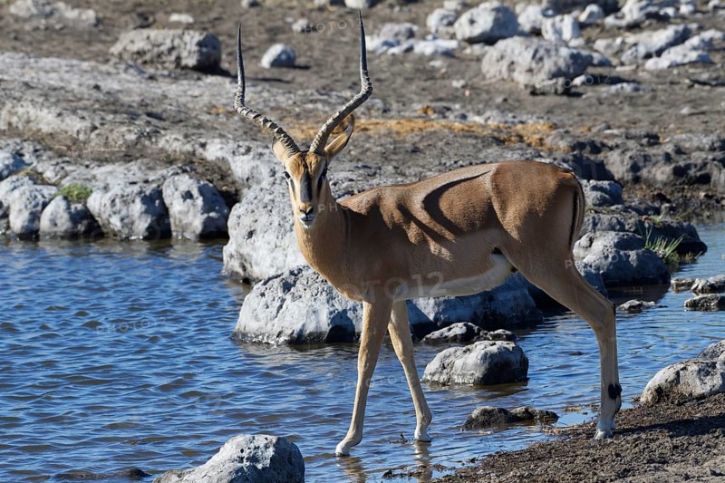 Black-faced impala,