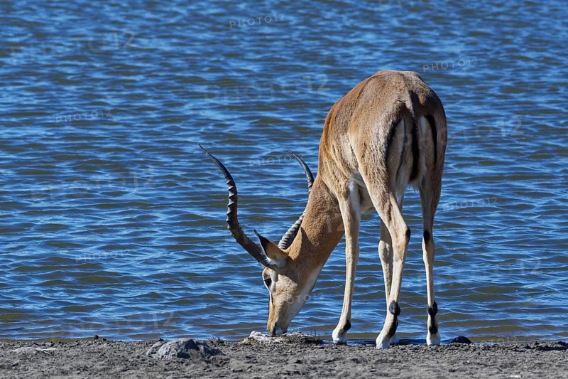 Black-faced impala,