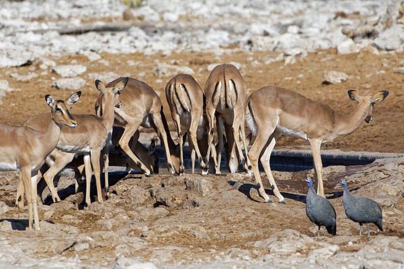 Black-faced impalas,