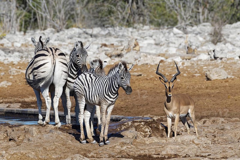 Burchells zebras,