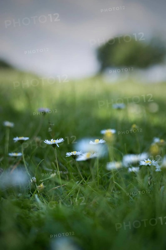 Flower meadow with daisies, Rheinaue