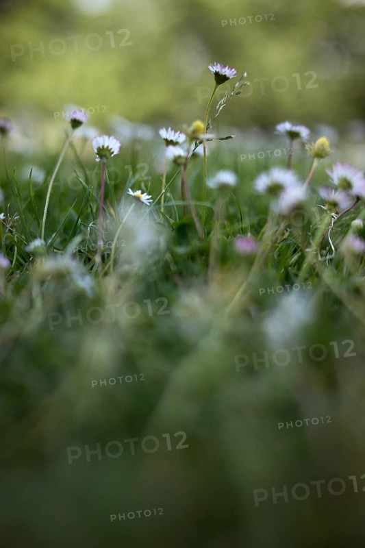 Flower meadow with daisies, Rheinaue
