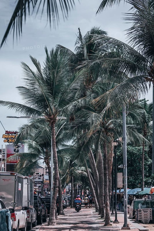 Palms,