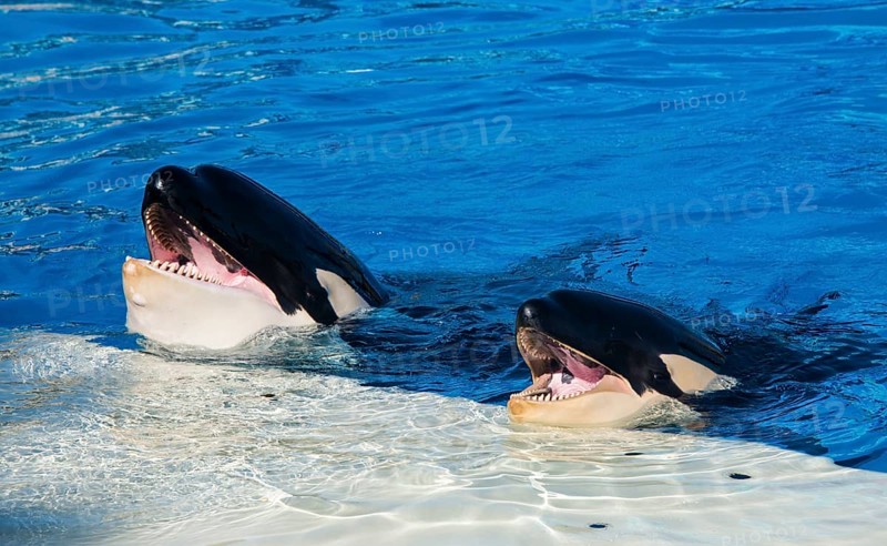 Orca show in Seaworld aquarium, San Diego