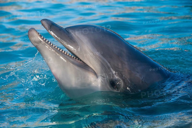 Dolphin show in the Seaworld aquarium, San Diego