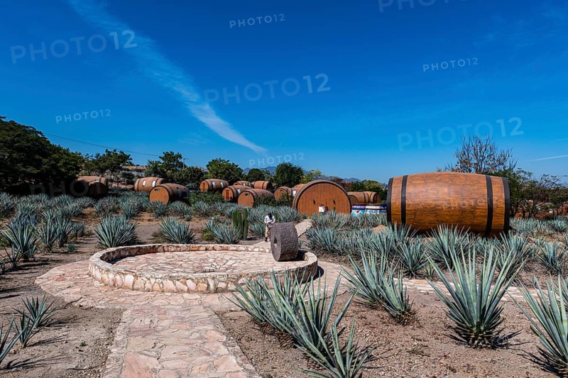 Hotel rooms in the form of a Tequila barrel in an blue agave field, Tequila Factory La Cofradia