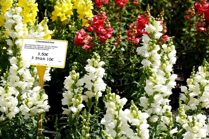 Common snapdragon,