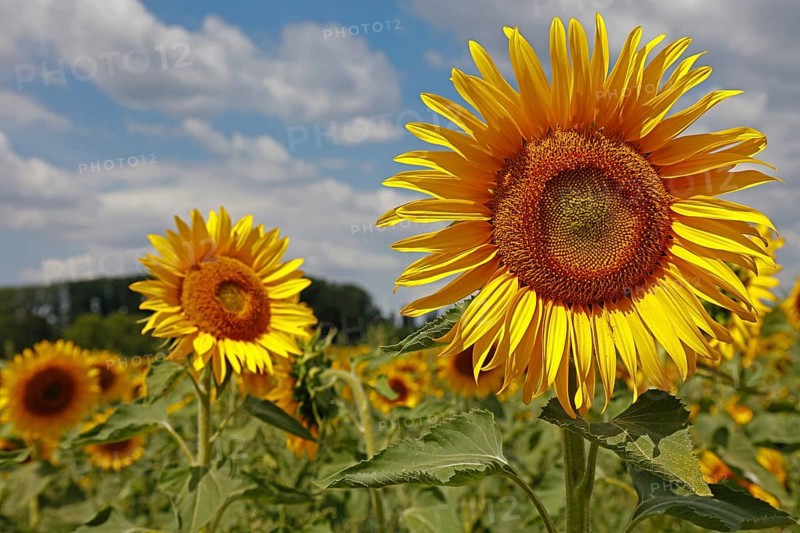 Sunflowers, Dieburg