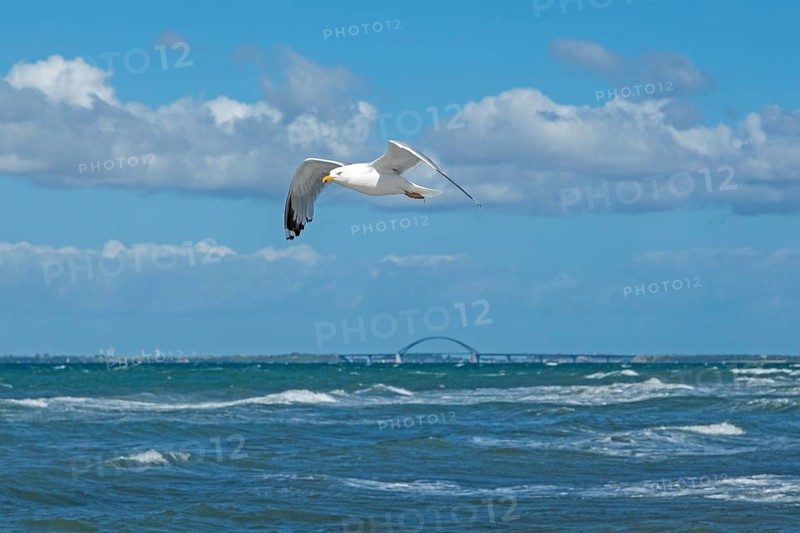 Flying european herring gull,