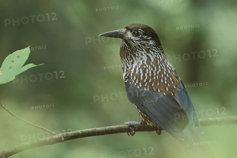 Spotted nutcracker,
