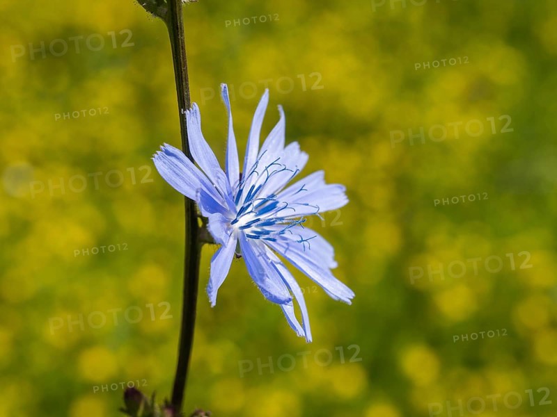 Common chicory,