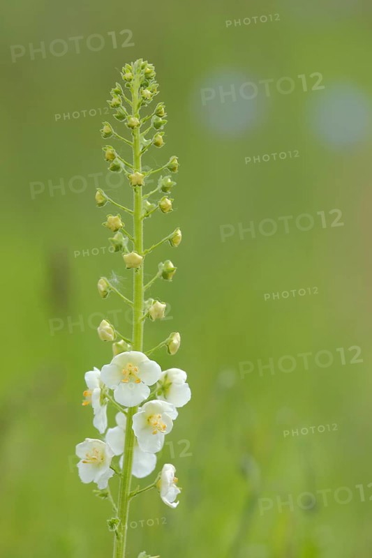 White purple mullein,