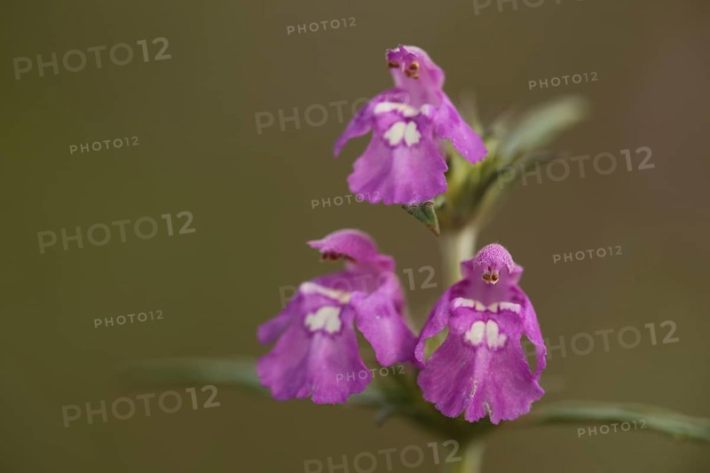 Three little angels flower figures on the galeopsis ladanum var. angustifolia,