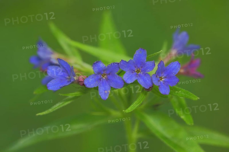 Blue-red stone seed,