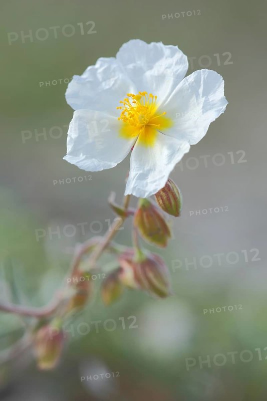 White rock-rose,