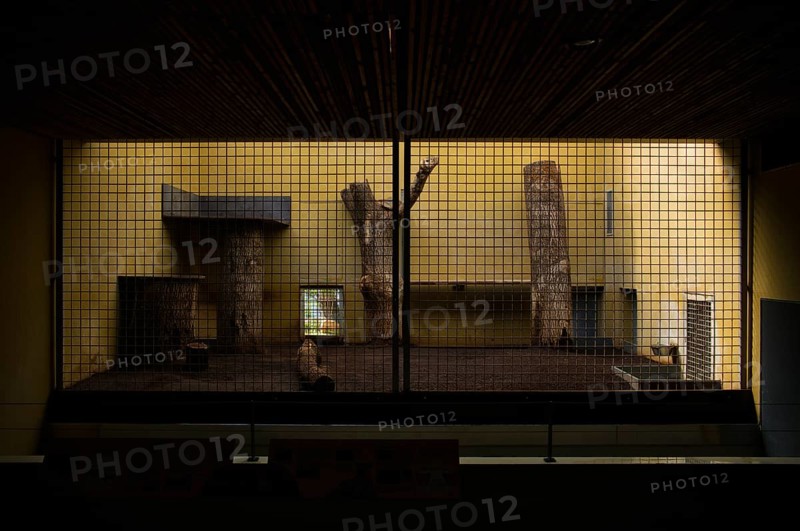 Predator cage, lion cage
