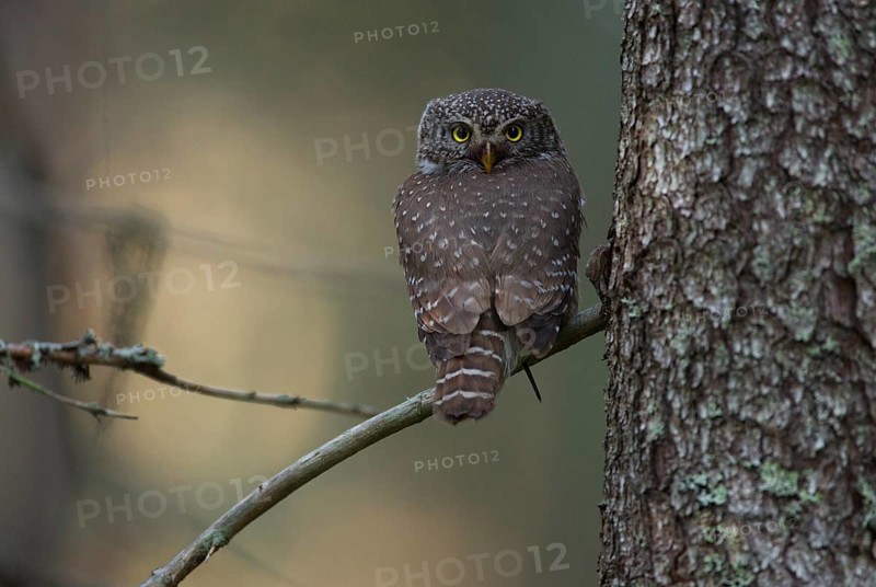 Pygmy owl,