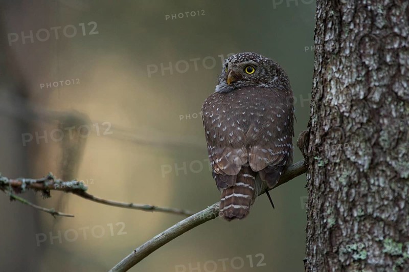Pygmy owl,
