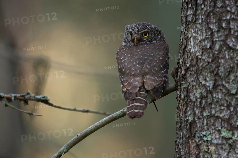 Pygmy owl,