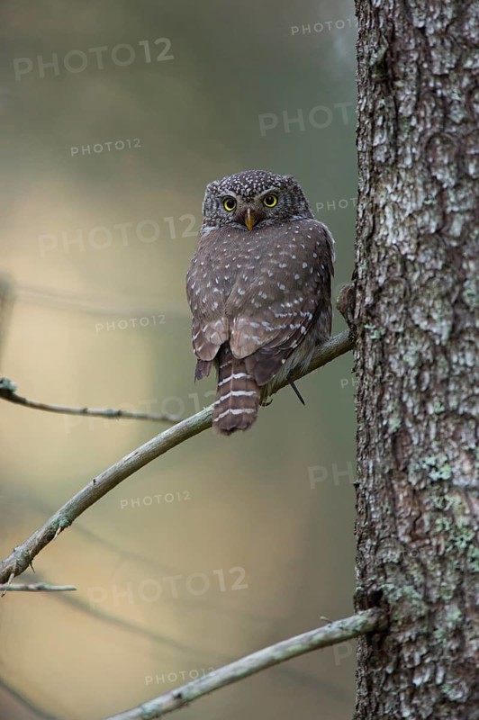 Pygmy owl,