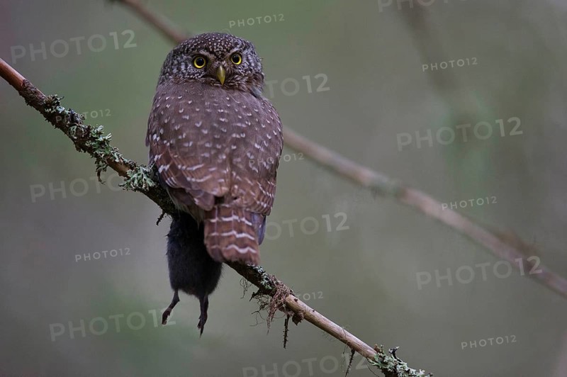 Pygmy Owl,