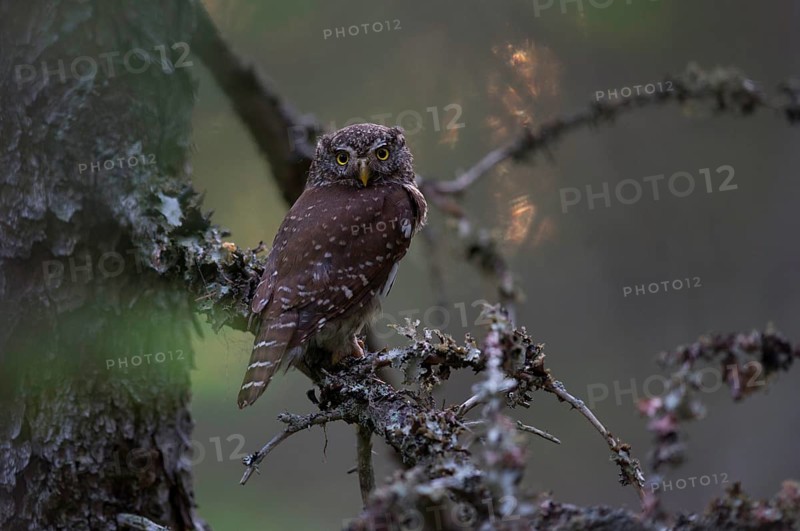 Pygmy owl,