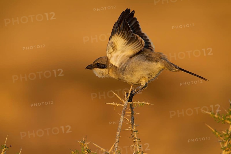 Great Grey Shrike,