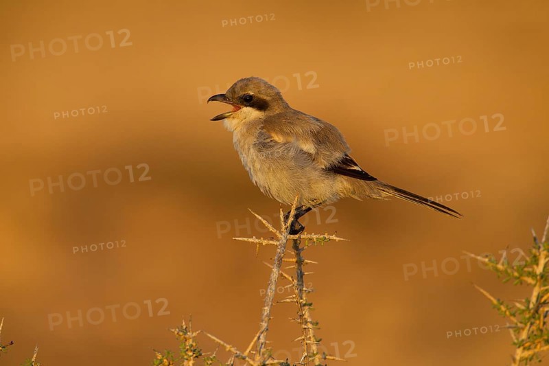 Great Grey Shrike,