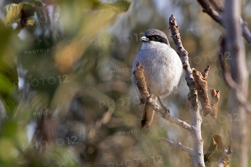 Great Grey Shrike,