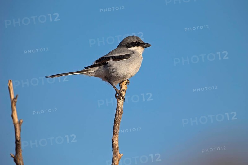 Great Grey Shrike,