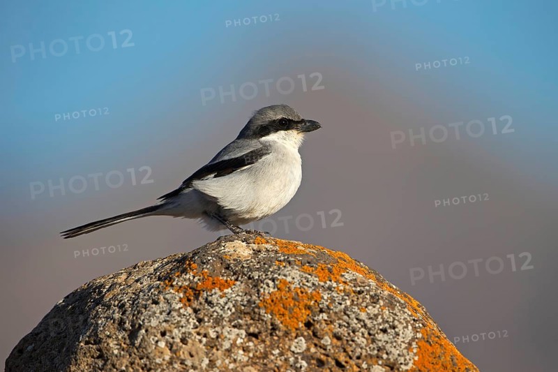 Great Grey Shrike,
