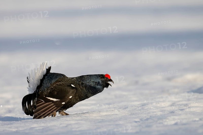 Black grouse, Hamra National Park