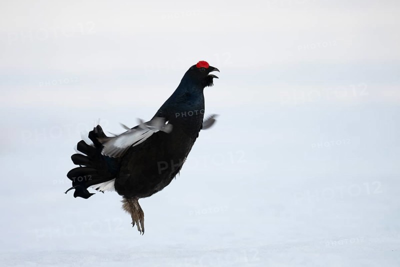 Black grouse, Hamra National Park