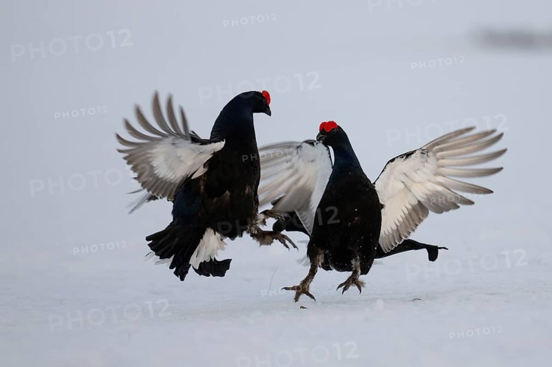 Black grouse, Hamra National Park