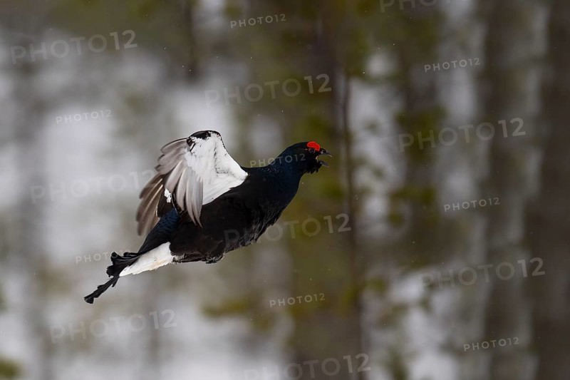 Black Grouse, Black Grouse