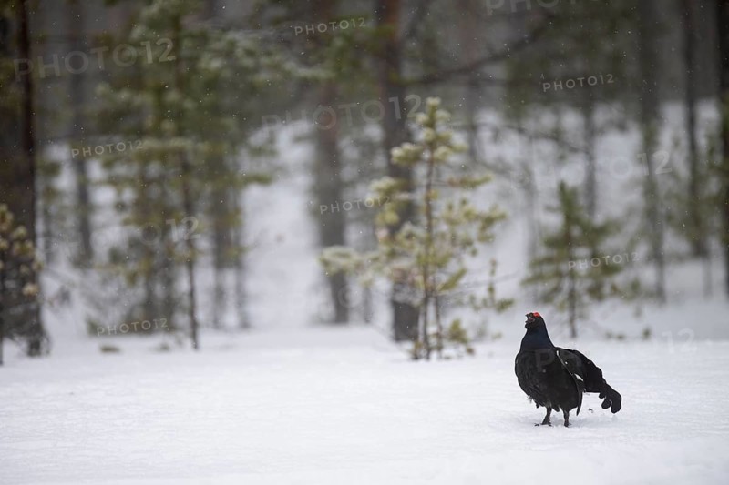 Black Grouse, Black Grouse