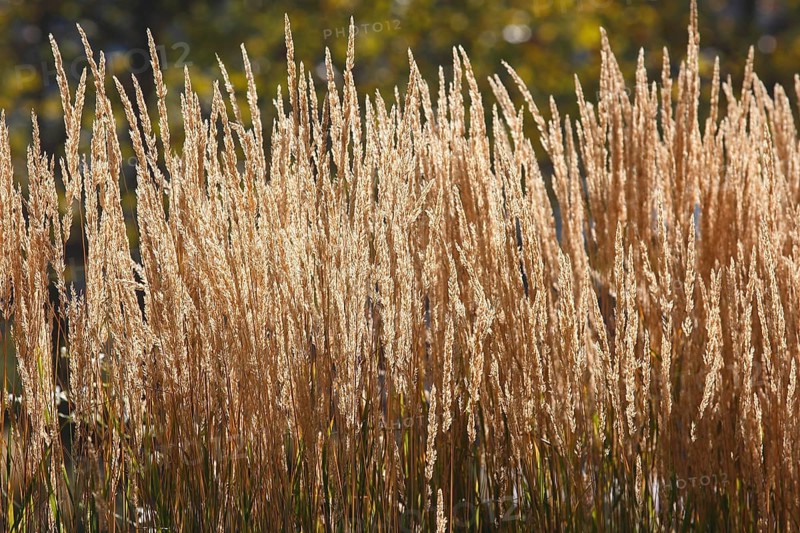 Small reeds,