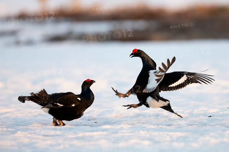 Black Grouse, Black Grouse
