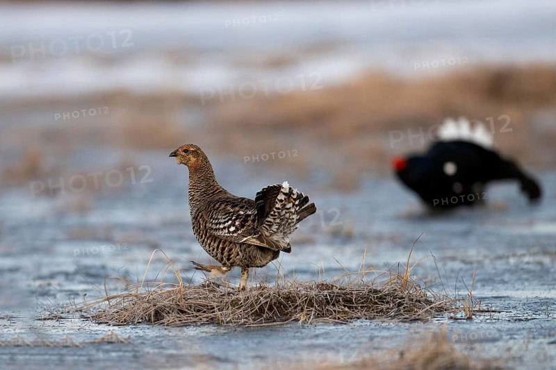 Black Grouse, Black Grouse
