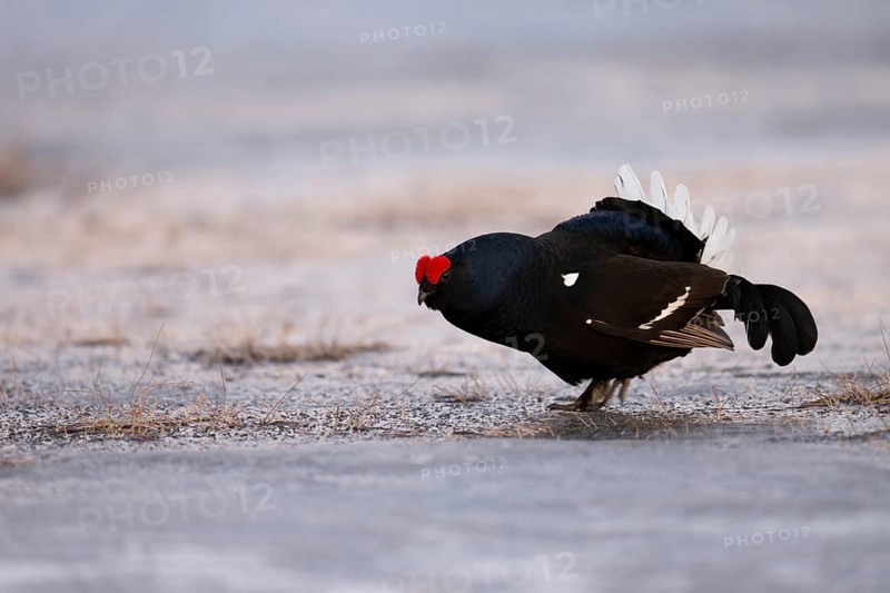 Black Grouse, Black Grouse