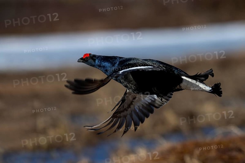 Black Grouse, Black Grouse
